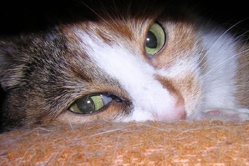 Оксана Панькова