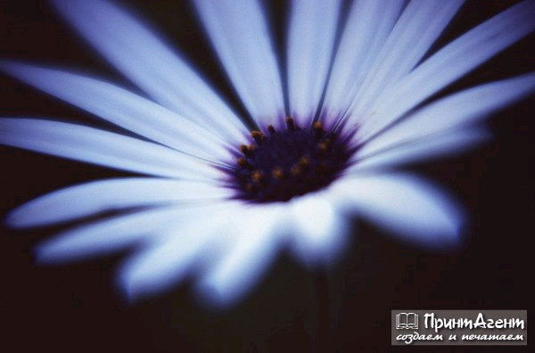 Илья Кружнов