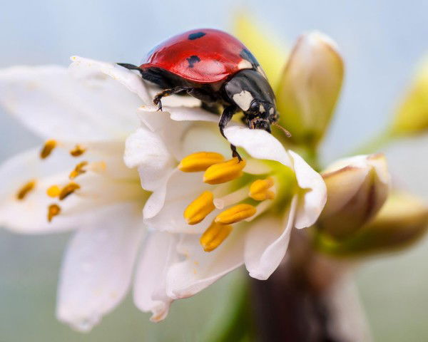 Надежда Бурнос