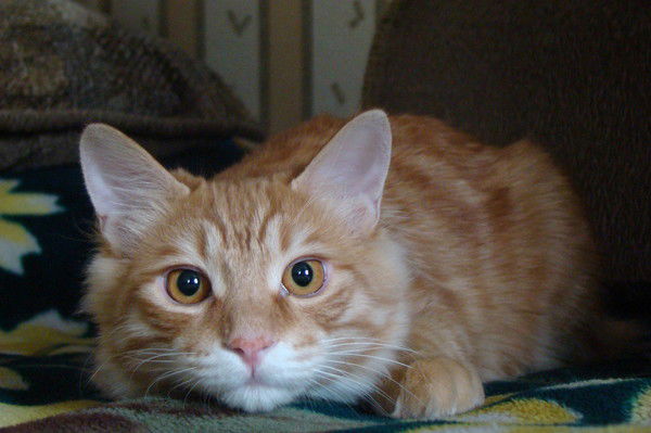 Лариса Горевая