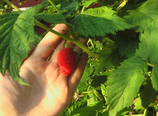 Наталья Сысоева