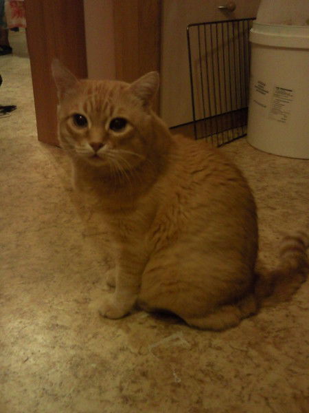 Александр Сотник