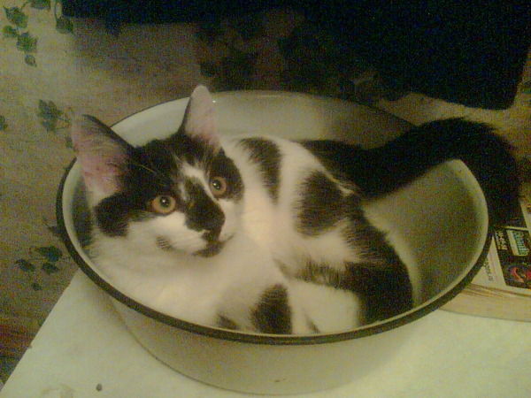 Кирилл Васильев