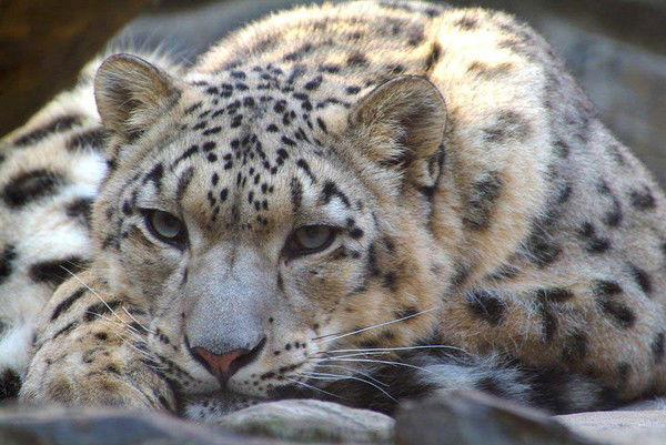 Азамат Булькубаев