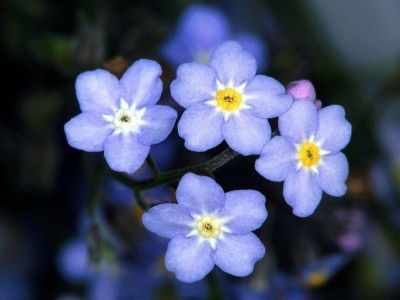 Незабудка Незабудка