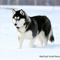 Стас Орехов