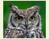 Мудрая Сова