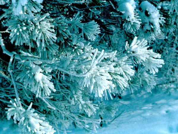 Ира Саутнер