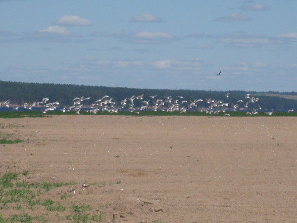 Просто Светик