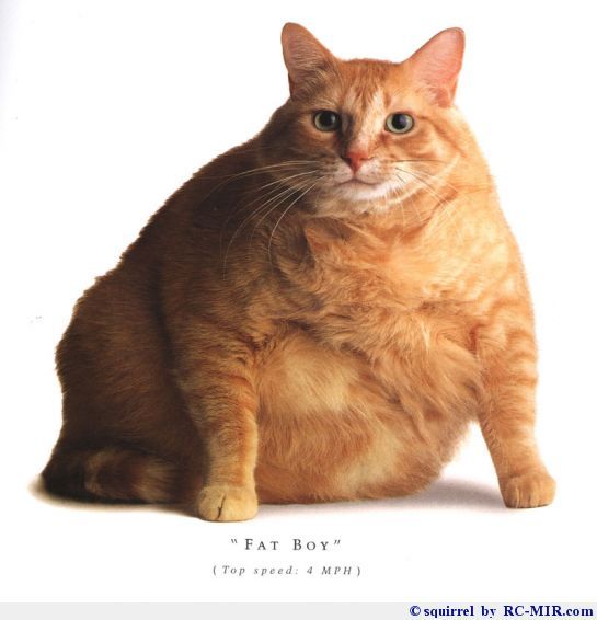 Виктор Гриценко