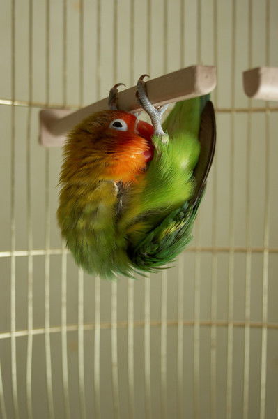 Димитриус (Неповторяемый)