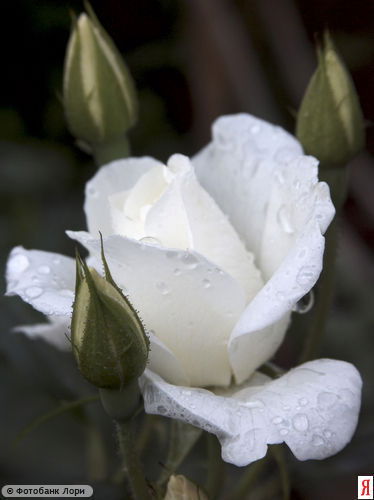 Елена Шаповалова