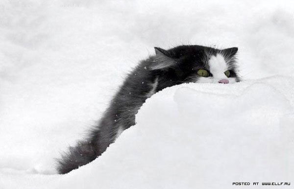 Денис Карпов