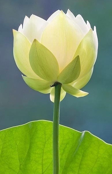 Гулжанат Нуратдинова