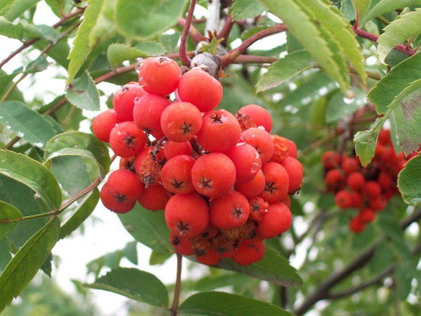 Резеда Хакимзянова