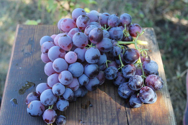 Ольга Тарасова