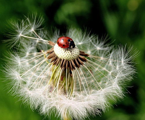 Светлана Слепнева