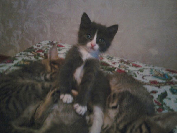 Елена Сейтканова