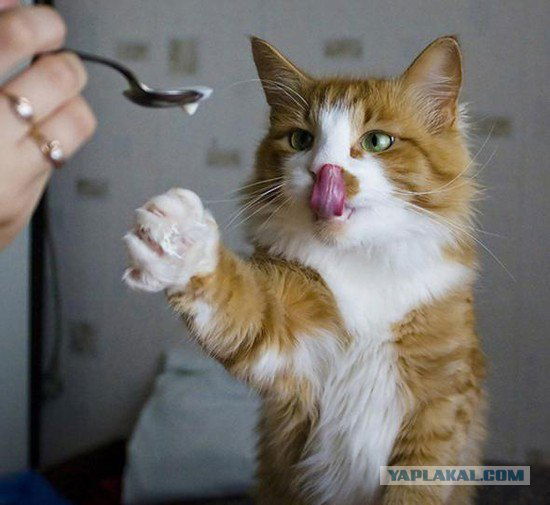 Андрей Лаза