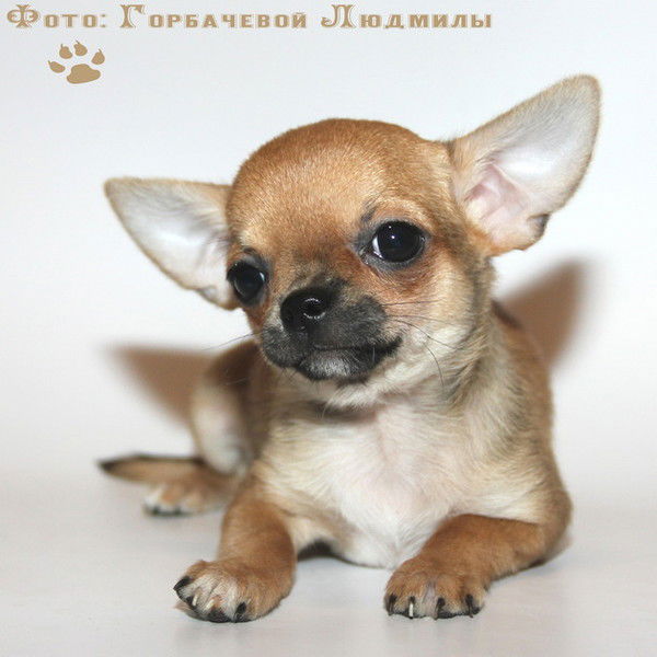 Лялькин Престиж