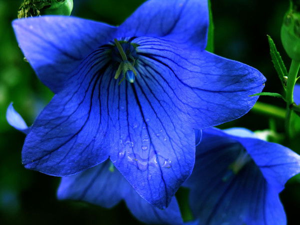 Дмитрий Рябинин