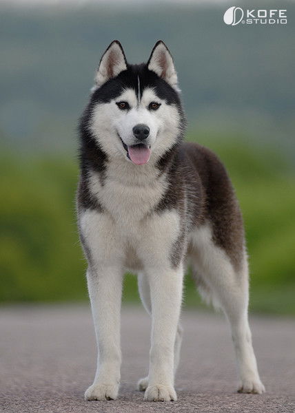 Кайрат Кулетов