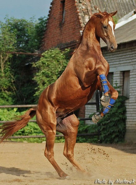 Есенбай Ташимов