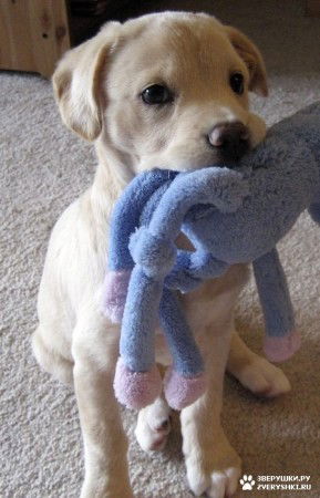 Егор Степанов