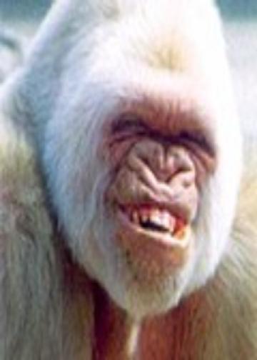 Мээрбек Одонов