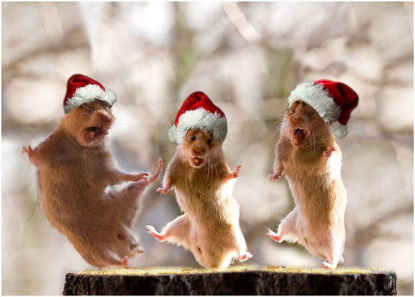 Сергей Галкин