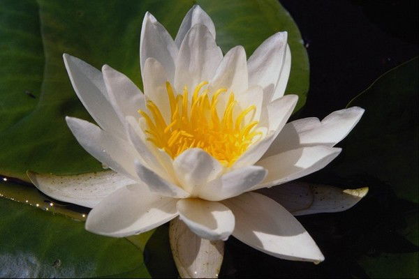 Светлана Васкецова