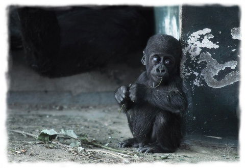 Александр Никонов