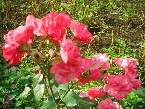 Михаил Слащев