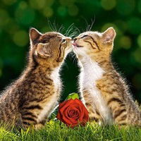 Ира Залевская