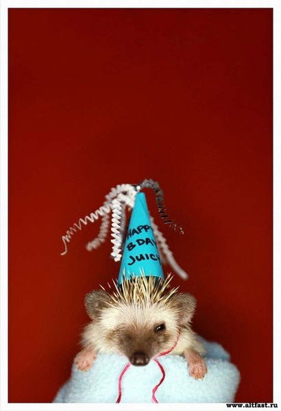 Ёж Неверящий В Любовь