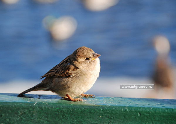 Семенова Надежда