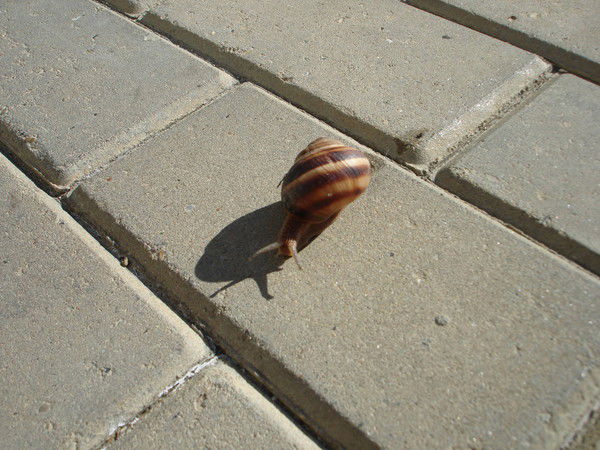 Елена Куприянова