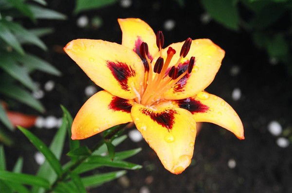 Майя Арьянова