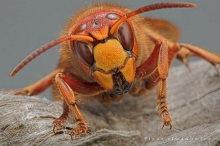 Николай Косинских