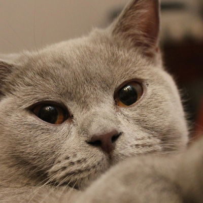 Василий Комаров