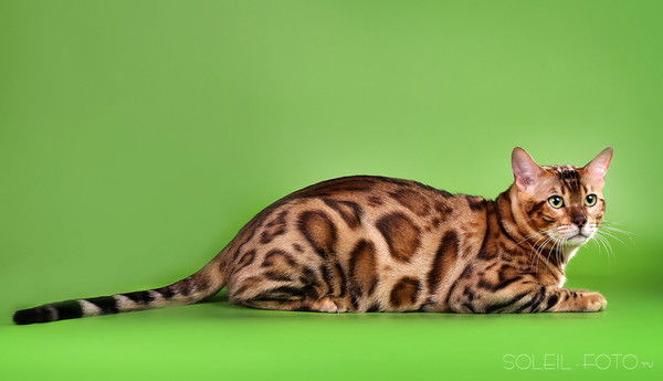 Юрий Незнанов