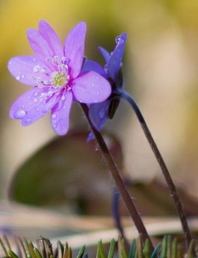 Гульнара Лаптева