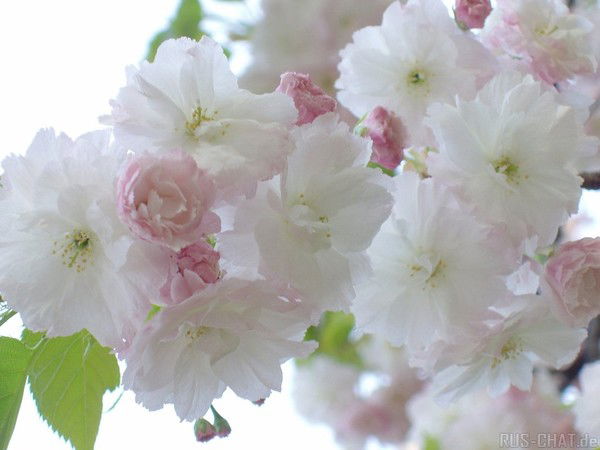 Балдай Рыскалиева