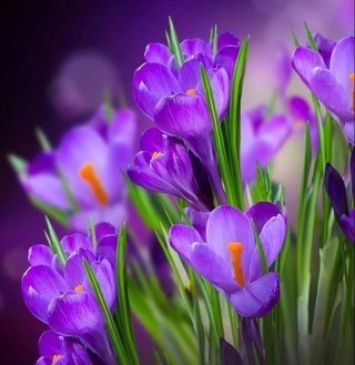 Марсик Петров