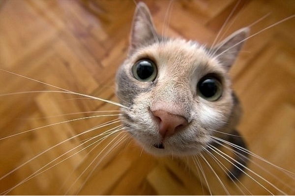 Твой Хозяин