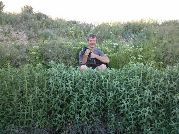 Владислав Бибиков