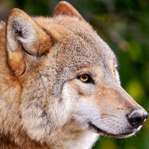 Андрей Маринин