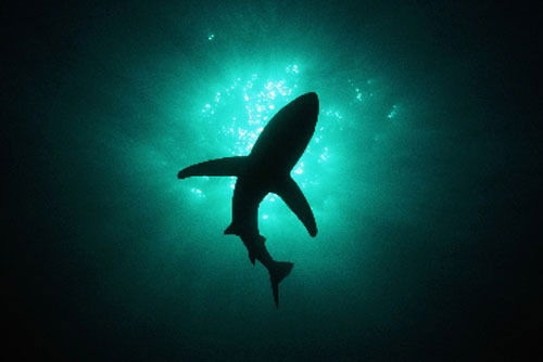 Паркет7142 Колчин Виталий