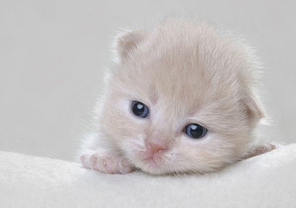 Юлия Ахлестина