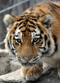 Сергей Бурдин